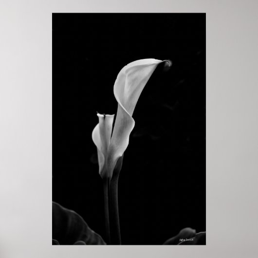 Calla Lily Poster (Voorkant)
