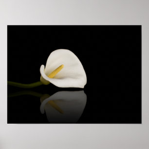 Calla lily print