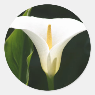 Calla Lily Ronde Sticker