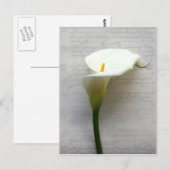 calla lily sur carte postale ancienne (Devant / Derrière)