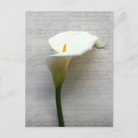 calla lily sur carte postale ancienne (Devant)