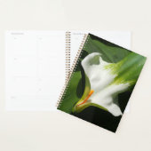 Calla Lily, Zantedeschia (Devant avec enveloppe)