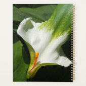 Calla Lily, Zantedeschia (Dos)
