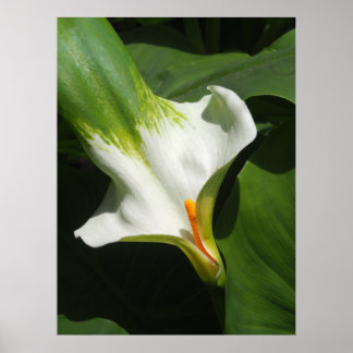 Calla Lily, Zantedeschia Poster
