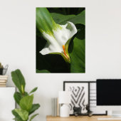 Calla Lily, Zantedeschia Poster (Thuiskantoor)