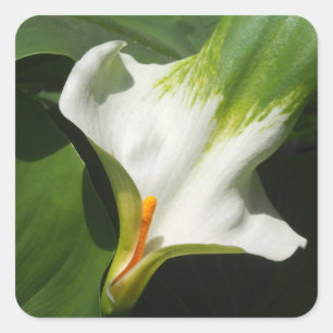Calla Lily, Zantedeschia Vierkante Sticker