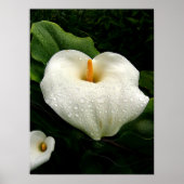 Calla Lilys Poster (Voorkant)
