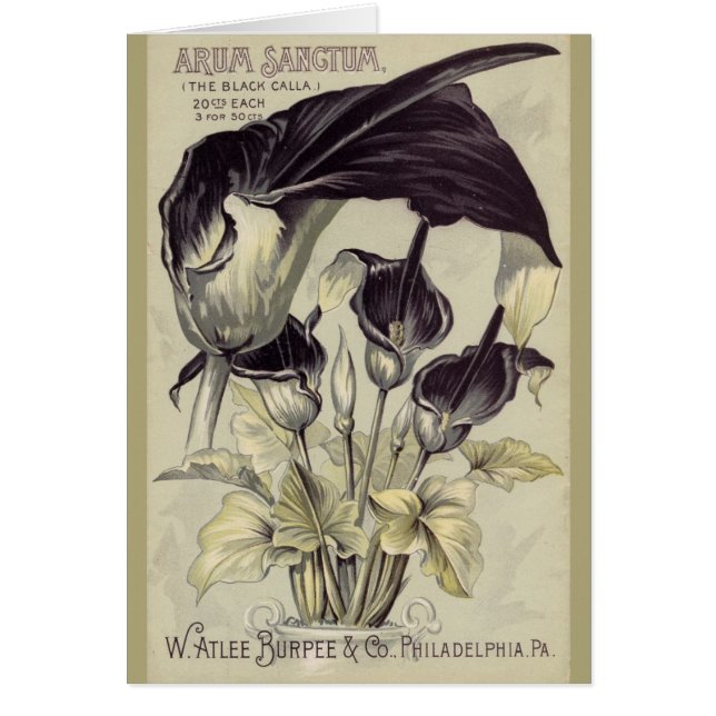 Calla noire vintage Lillies (Devant)