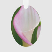Calla Pano (devant)
