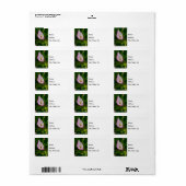 Calla Roll Address Label (Full Sheet)
