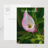 Calla Roll Penser À Vous Carte Postale (Devant / Derrière)