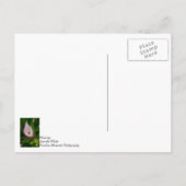 Calla Roll Penser À Vous Carte Postale (Dos)