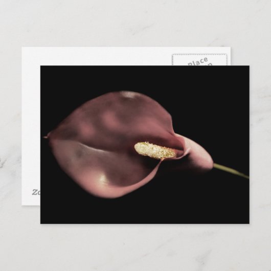 Calla rose - Carte postale (Devant / Derrière)