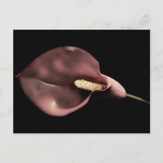Calla rose - Carte postale (Devant)