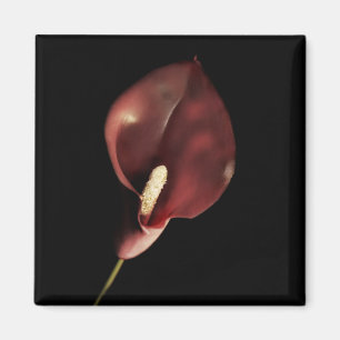 Calla rouge - aimant