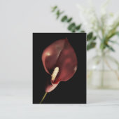 Calla rouge - Carte postale (Debout devant)