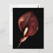 Calla rouge - Carte postale (Devant / Derrière)