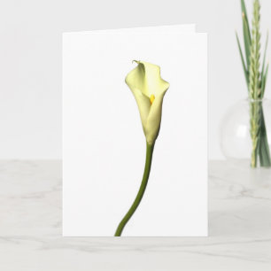 Calla van de lelie de Enige bloem van de Lelie op Kaart