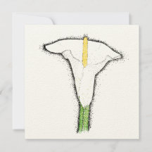 Callalily