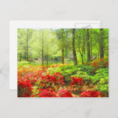 Callaway Azaleas Briefkaart (Voorkant / Achterkant)