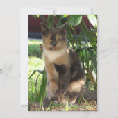 Callie Muffin de la Silly Stray Cat carte plat (Devant)