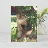 Callie Muffin de la Silly Stray Cat carte plat (Debout devant)