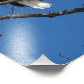 Calling Bald Eagle Foto Afdruk (Hoek)