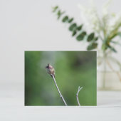 Calliope Hummingbird Briefkaart (Staand voorkant)