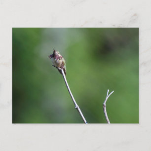 Calliope Hummingbird Briefkaart