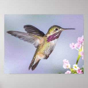 Calliope Hummingbird Flying in Paars & Roze Poster