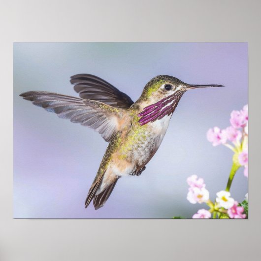 Calliope Hummingbird Flying in Paars & Roze Poster (Voorkant)