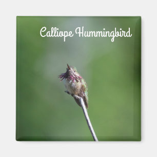 Calliope Hummingbird Magneet