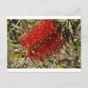CALLISTEMON RED FLES BRUSH TREWER AUSTRALIË BRIEFKAART