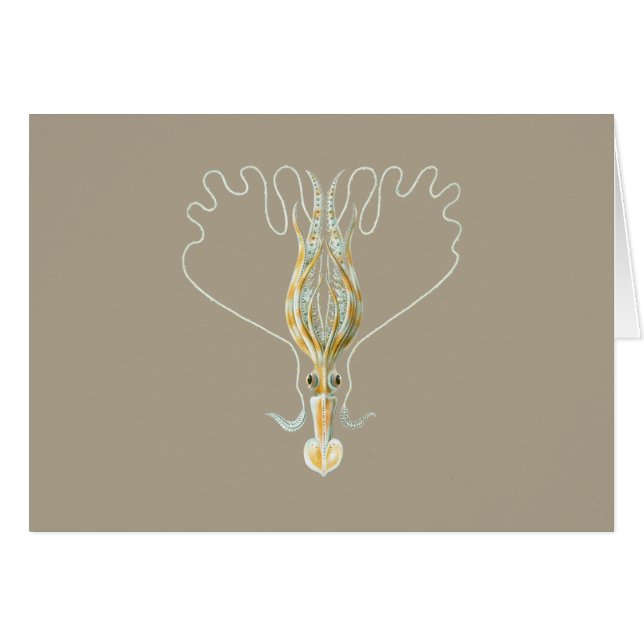 calmar Long-armé (Devant horizontal)