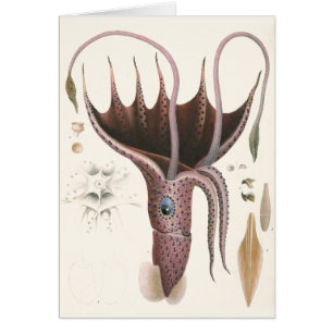 Calmar Parasol, Animaux Marins Vintage