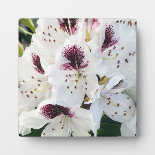 Calsap Rhododendrons Fotoplaat (Voorkant)