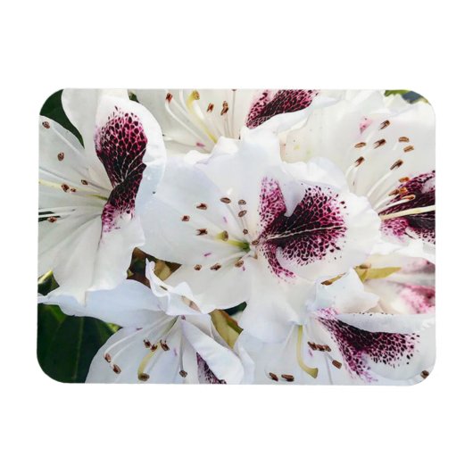 Calsap Rhododendrons Magneet (Horizontaal)