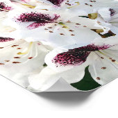 Calsap Rhododendrons Poster (Hoek)