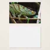 Calumma Parsonii (Devant & derrière)