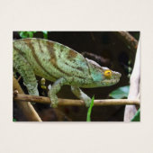 Calumma Parsonii (Devant)