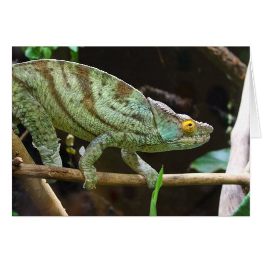 Calumma Parsonii (Voorkant Horizontaal)