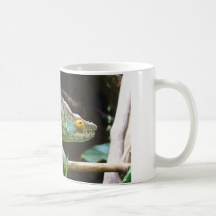 Calumma Parsonii Koffiemok