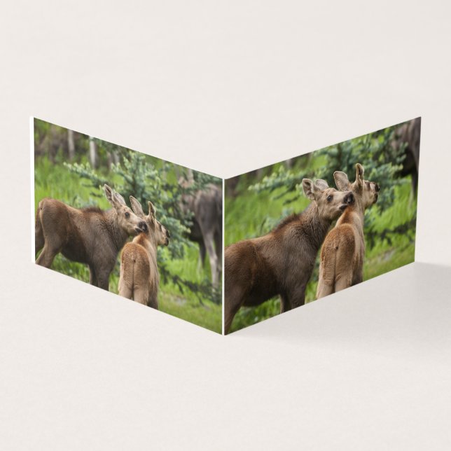 Calves d'orignal (Outside)