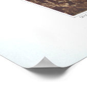 Calypso - Cythera bulbosa Poster (Hoek)