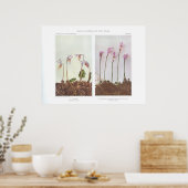 Calypso - Cythera bulbosa Poster (Keuken)