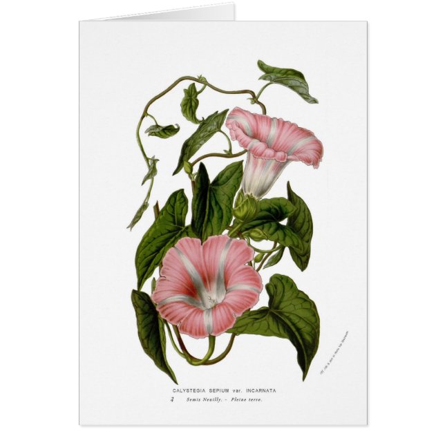 Calystegia sepium var. incarnata (Voorkant)