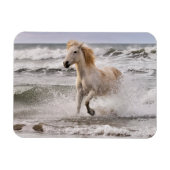 Camargue Horse die geen Surf meer heeft Magneet (Horizontaal)