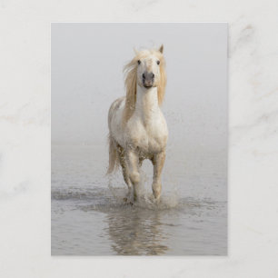 Camargue Horse die in water rondloopt Briefkaart
