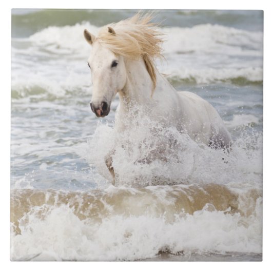 Camargue Horse in het Surf Tegeltje (Voorkant)