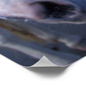 Camargue Horse Poster (Hoek)